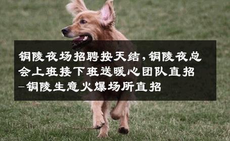 铜陵夜场招聘按天结,铜陵夜总会上班接下班送暖心团队直招-铜陵生意火爆场所直招
