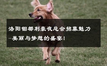 洛阳钼都利豪夜总会招募魅力-美丽与梦想的盛宴！ 