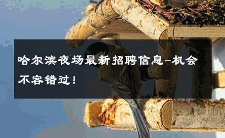 哈尔滨夜场最新招聘信息-机会不容错过！ 