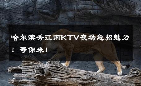 哈尔滨秀江南KTV夜场急招魅力！等你来！ 