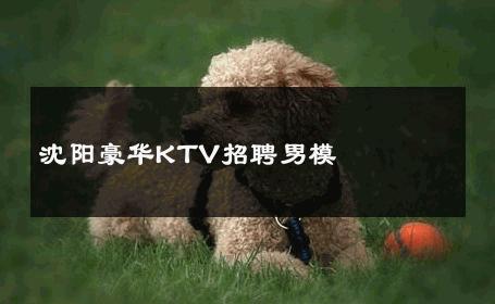 沈阳豪华KTV招聘男模 