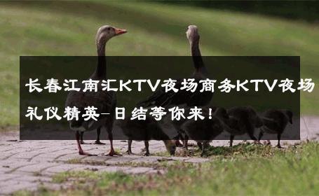 长春江南汇KTV夜场商务KTV夜场礼仪精英-日结等你来！ 
