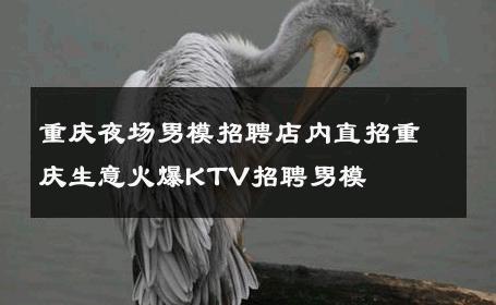 重庆夜场男模招聘店内直招重庆生意火爆KTV招聘男模 