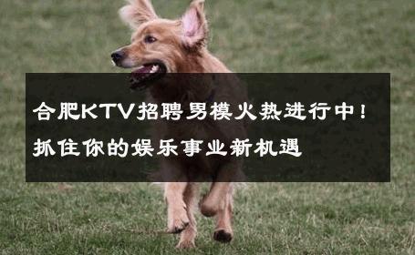 合肥KTV招聘男模火热进行中！抓住你的娱乐事业新机遇 