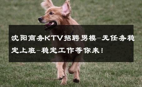 沈阳商务KTV招聘男模-无任务稳定上班-稳定工作等你来！ 