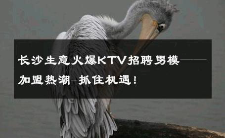 长沙生意火爆KTV招聘男模——加盟热潮-抓住机遇！ 