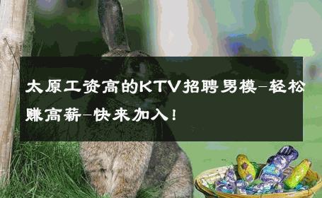 太原工资高的KTV招聘男模-轻松赚高薪-快来加入！ 