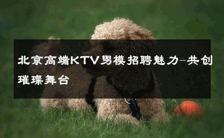 北京高端KTV男模招聘魅力-共创璀璨舞台 