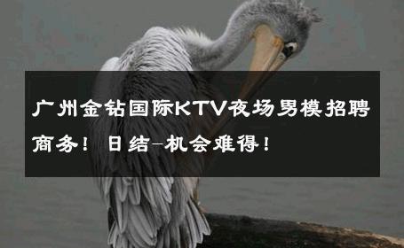 广州金钻国际KTV夜场男模招聘商务！日结-机会难得！ 