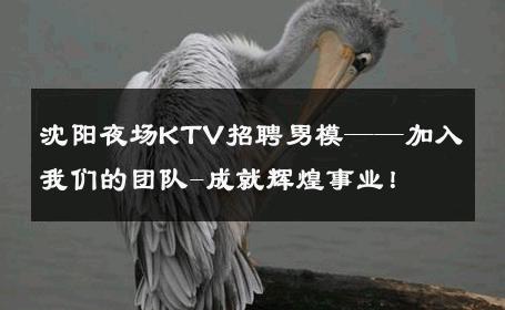 沈阳夜场KTV招聘男模——加入我们的团队-成就辉煌事业！ 