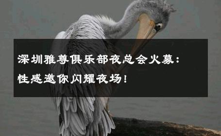 深圳雅尊俱乐部夜总会火募：性感邀你闪耀夜场！ 