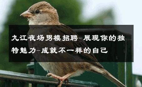 九江夜场男模招聘-展现你的独特魅力-成就不一样的自己 