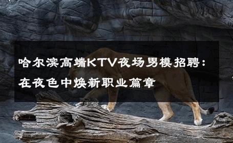 哈尔滨高端KTV夜场男模招聘：在夜色中焕新职业篇章 