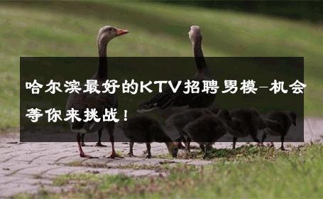 哈尔滨最好的KTV招聘男模-机会等你来挑战！ 