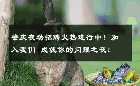 肇庆夜场招聘火热进行中！加入我们-成就你的闪耀之夜！ 