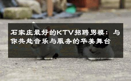 石家庄最好的KTV招聘男模：与你共赴音乐与服务的华美舞台 