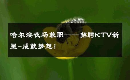哈尔滨夜场兼职——招聘KTV新星-成就梦想！ 