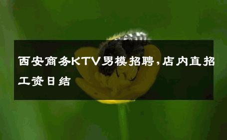 西安商务KTV男模招聘,店内直招工资日结 
