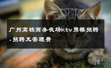 广州高档商务夜场ktv男模招聘,招聘无管理费 