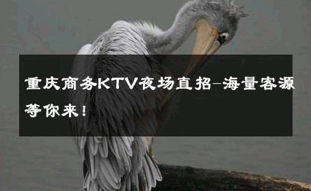 重庆商务KTV夜场直招-海量客源等你来！ 