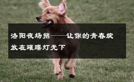 洛阳夜场招——让你的青春绽放在璀璨灯光下 