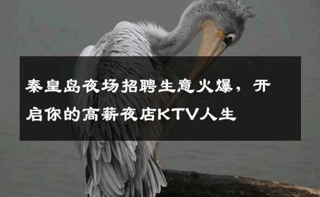 秦皇岛夜场招聘生意火爆，开启你的高薪夜店KTV人生