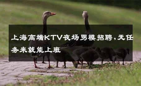 上海高端KTV夜场男模招聘,无任务来就能上班 