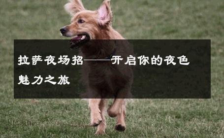拉萨夜场招——开启你的夜色魅力之旅 