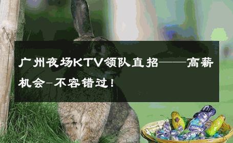 广州夜场KTV领队直招——高薪机会-不容错过！ 