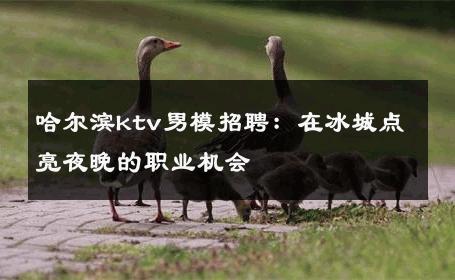 哈尔滨ktv男模招聘：在冰城点亮夜晚的职业机会 