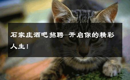 石家庄酒吧招聘-开启你的精彩人生！ 