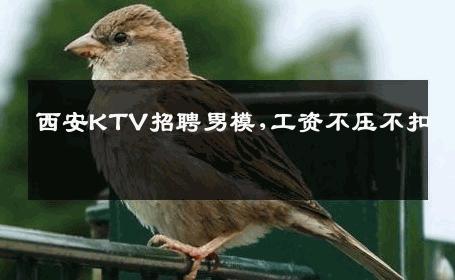 西安KTV招聘男模,工资不压不扣 