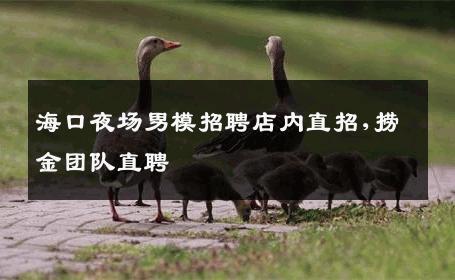 海口夜场男模招聘店内直招,捞金团队直聘 