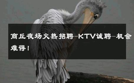 商丘夜场火热招聘-KTV诚聘-机会难得！ 