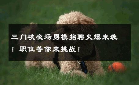 三门峡夜场男模招聘火爆来袭！职位等你来挑战！ 