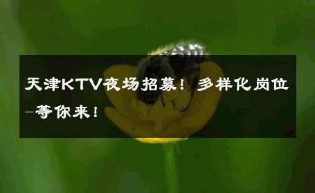天津KTV夜场招募！多样化岗位-等你来！ 