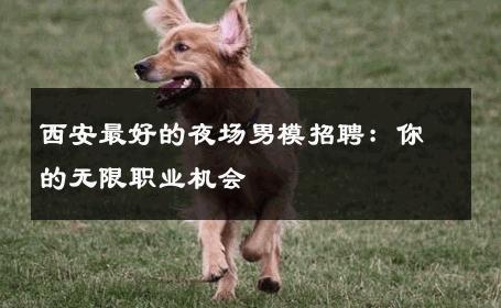 西安最好的夜场男模招聘：你的无限职业机会 