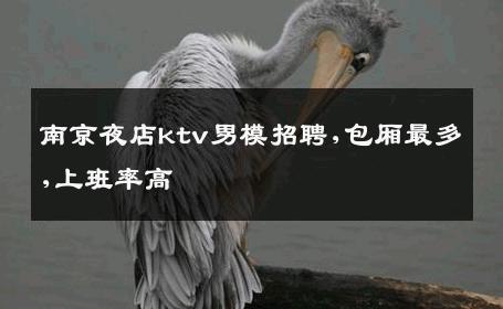 南京夜店ktv男模招聘,包厢最多,上班率高 