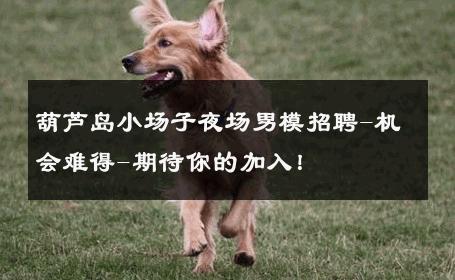葫芦岛小场子夜场男模招聘-机会难得-期待你的加入！ 
