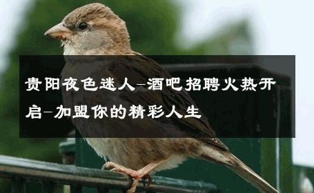 贵阳夜色迷人-酒吧招聘火热开启-加盟你的精彩人生 