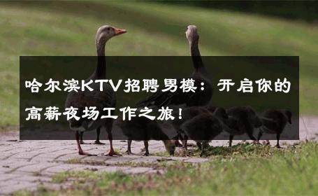 哈尔滨KTV招聘男模：开启你的高薪夜场工作之旅！ 