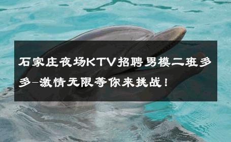 石家庄夜场KTV招聘男模二班多多-激情无限等你来挑战！ 