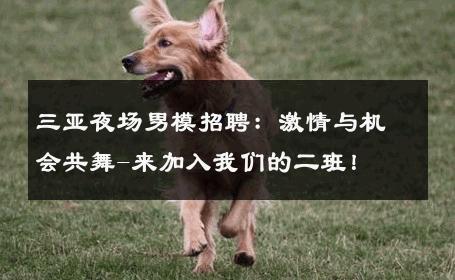 三亚夜场男模招聘：激情与机会共舞-来加入我们的二班！ 