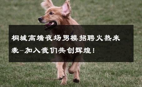 桐城高端夜场男模招聘火热来袭-加入我们共创辉煌！ 