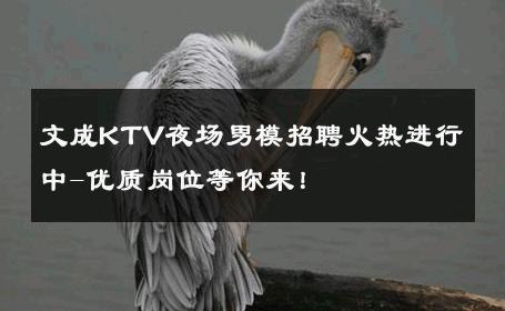 文成KTV夜场男模招聘火热进行中-优质岗位等你来！ 