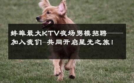 蚌埠最大KTV夜场男模招聘——加入我们-共同开启星光之旅！ 